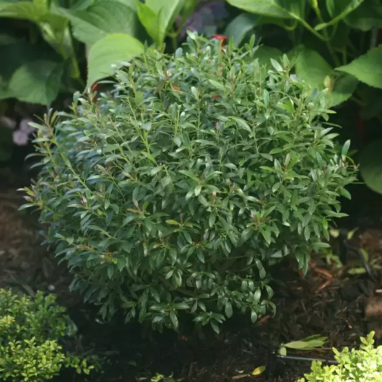 Petite globe of Gem Box Ilex glabra with hydrangeas